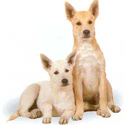 Canaan Dog 