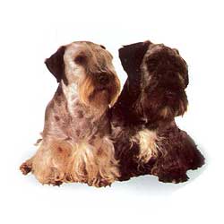 Cesky Terrier 