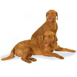 Chesapeake Bay Retriever 