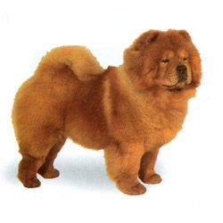 Chow Chow 