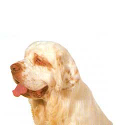 Clumber Spaniel 