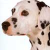 Dalmatian