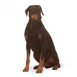 Doberman