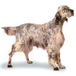 English Setter 