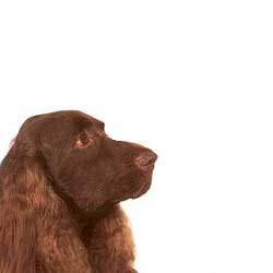 Field Spaniel 