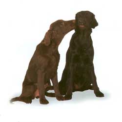 Flat-Coated Retriever 