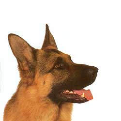 German Shepherd Dog 