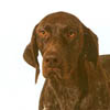 German Shorthaired Pointer 