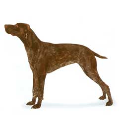 German Shorthaired Pointer 