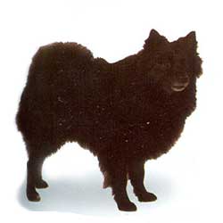 German Spitz