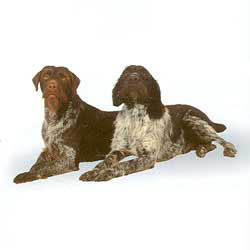 German Wirehaired Pointer 