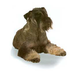 Giant Schnauzer 