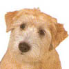 Glen of Imaal Terrier 