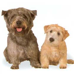 Glen of Imaal Terrier 