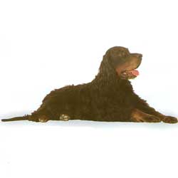 Gordon Setter 