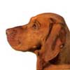 Hungarian Shorthaired Vizsla 