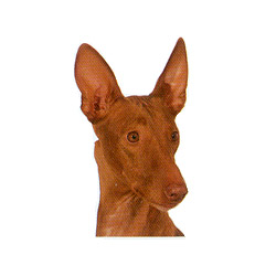 Ibizan Hound 