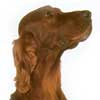 Irish Setter 