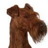 Irish Terrier 