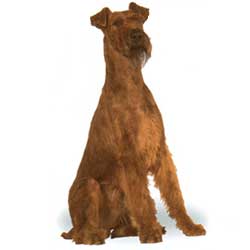 Irish Terrier 