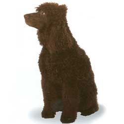 Irish Water Spaniel 