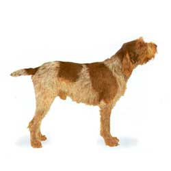 Italian Spinone 