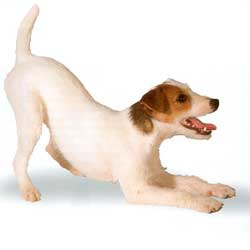 Jack Russell Terrier