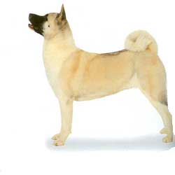 Japanese Akita