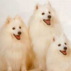 Japanese Spitz