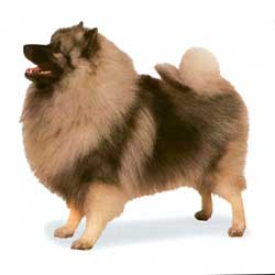 Keeshond 