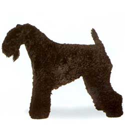 Kerry Blue Terrier 