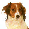 Kooikerhondje