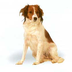 Kooikerhondje