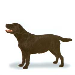 Labrador Retriever 