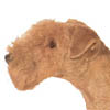 Lakeland Terrier 