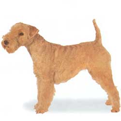 Lakeland Terrier 