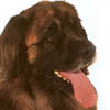 Leonberger