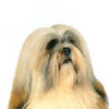 Lhasa Apso 