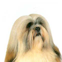 Lhasa Apso 