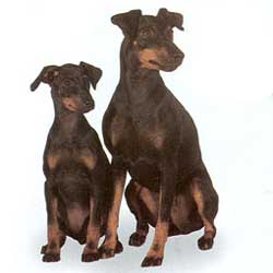 Manchester Terrier 