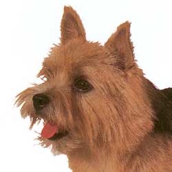 Norfolk Terrier 