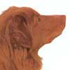 Nova Scotia Duck Tolling Retriever