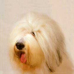 Old English Sheepdog