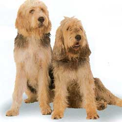 Otterhound 