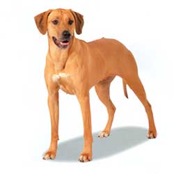 Rhodesian Ridgeback 