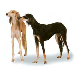 Saluki