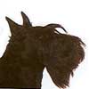 Scottish Terrier