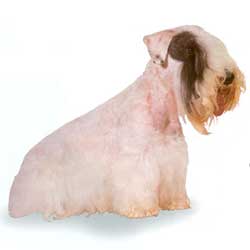 Sealyham Terrier 