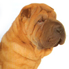 Shar-Pei