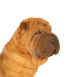 Shar-Pei